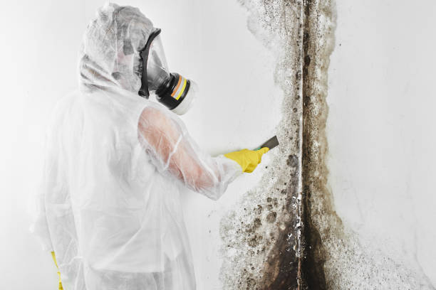 Best Emergency Mold Remediation in Winter Beach, FL