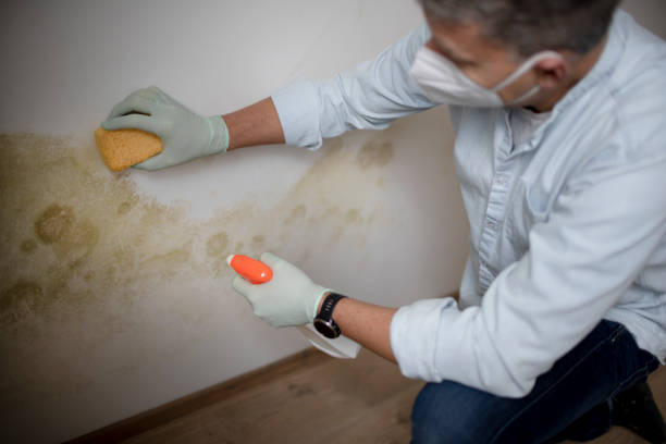 Best Basement Mold Remediation in Winter Beach, FL