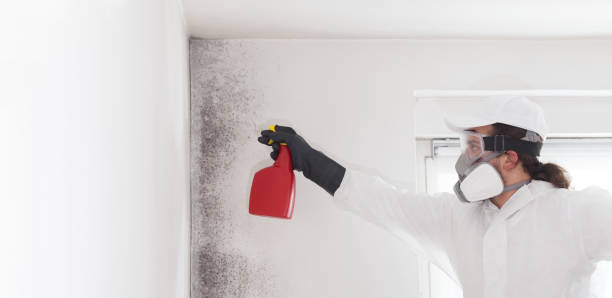Best Health and Safety Mold Remediation in Winter Beach, FL